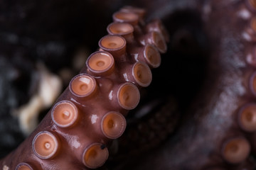 Octopus on a plate on a dark background