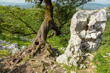 Tree with twisted roots near rock, bottom view