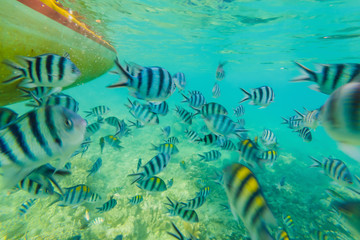 Naklejka na ściany i meble Hand feeds colorful tropical fish in the sea
