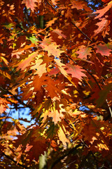 Beautiful autumn yellow leaves on the trees. The magic of autumn colors.