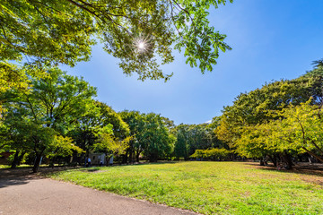 林試の森公園の風景