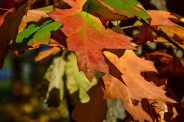 Beautiful autumn yellow leaves on the trees. The magic of autumn colors.