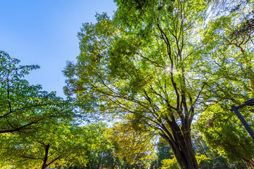林試の森公園の風景