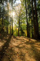 forest in autumn Path leading through the coniferous forest in the direction of the setting sun.