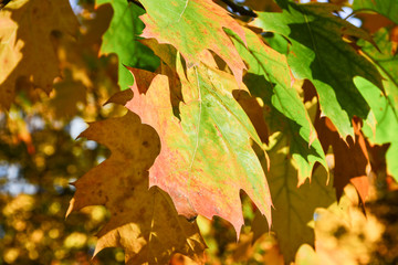 Beautiful autumn yellow leaves on the trees. The magic of autumn colors.