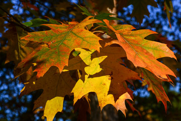 Beautiful autumn yellow leaves on the trees. The magic of autumn colors.