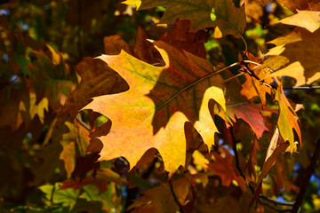 Beautiful autumn yellow leaves on the trees. The magic of autumn colors.