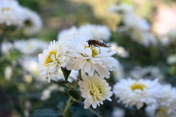 Bee on a daisy white flower. Bellis perennis is a common European species of daisy, of the family Asteraceae, often considered the archetypal species of that name.