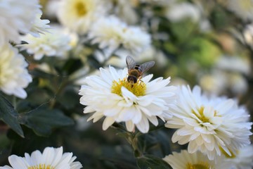 Fototapeta premium Bee on a daisy white flower. Bellis perennis is a common European species of daisy, of the family Asteraceae, often considered the archetypal species of that name.