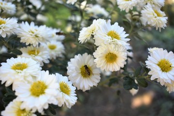 Bee on a daisy white flower. Bellis perennis is a common European species of daisy, of the family Asteraceae, often considered the archetypal species of that name. © Mihaela