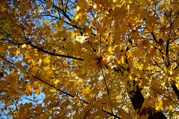 Beautiful autumn yellow leaves on the trees. The magic of autumn colors.