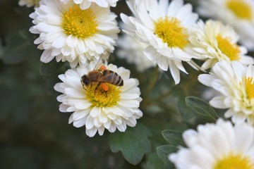 Bee on a daisy white flower. Bellis perennis is a common European species of daisy, of the family Asteraceae, often considered the archetypal species of that name.