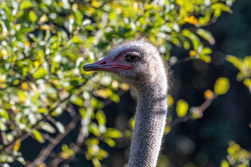Ostrich close up portrait, Close up ostrich head (Struthio camelus)