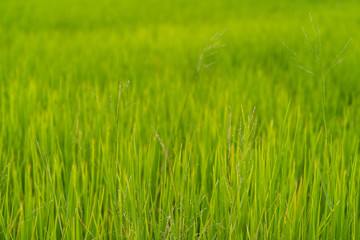 Fototapeta na wymiar Green grass rice fields background