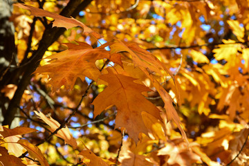 Beautiful autumn yellow leaves on the trees. The magic of autumn colors.