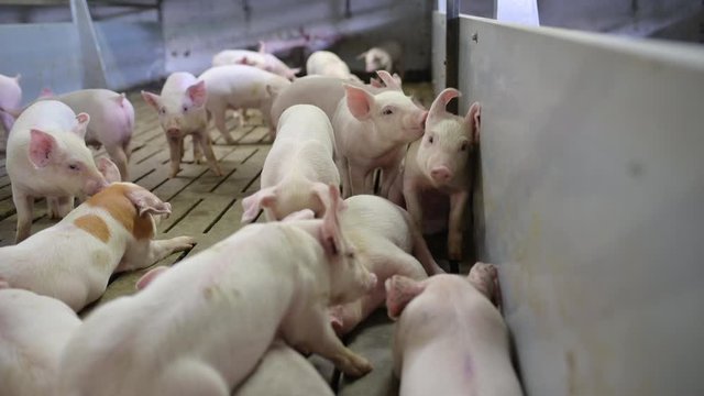 pig farm industry animal agriculture livestock cage
