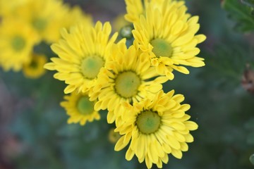 Daisy yellow flowers. Bellis perennis is a common European species of daisy, of the family Asteraceae, often considered the archetypal species of that name.