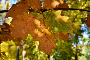 Beautiful autumn yellow leaves on the trees. The magic of autumn colors.