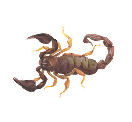 scorpion isolated on white background