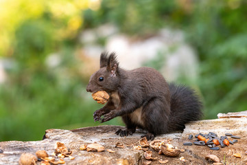 Naklejka na ściany i meble Red squirrel sitting on a tree, forest squirrel (Sciurus vulgaris)