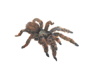 black spider tarantula