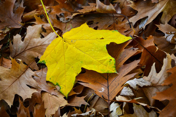 Beautiful autumn yellow leaves on the trees. The magic of autumn colors.