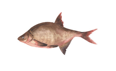 Obraz premium fish isolated on white background