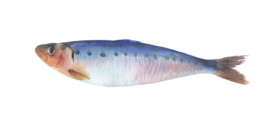 fresh fish isolated on white background