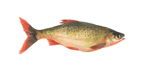 fish isolated on white background