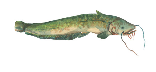 fish catfish isolated on white background