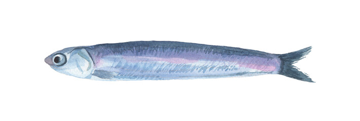 fresh fish isolated on white background