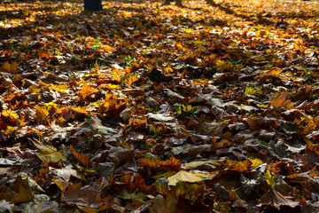Beautiful autumn yellow leaves on the trees. The magic of autumn colors.