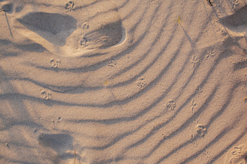Fototapeta na wymiar ripples and footprint animals in the sand