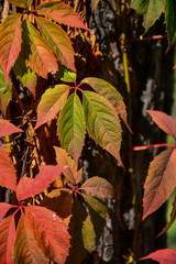 Beautiful autumn yellow leaves on the trees. The magic of autumn colors.