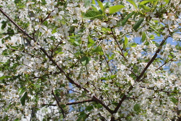  Spring