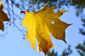 Fototapeta na wymiar Beautiful autumn yellow leaves on the trees. The magic of autumn colors.