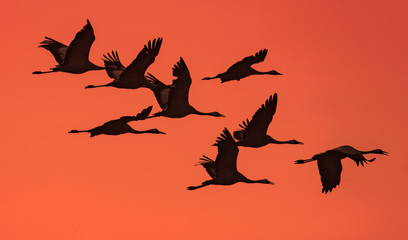kranische im abendrot