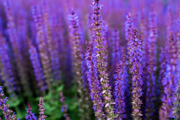 Obraz premium Sunset over a field with sage