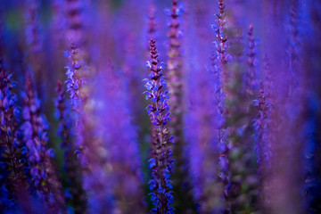 sage flowers close up on a blurred background beautiful background