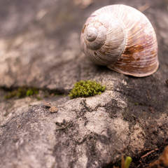 schneckenhaus auf Stein im Wald