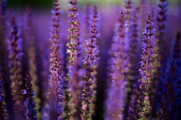 Sage spring in the setting sun in the garden