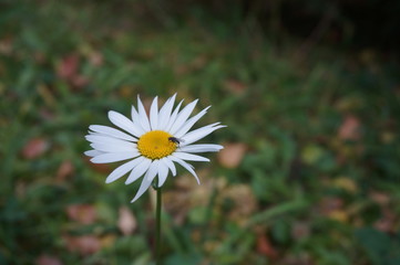 a fly sits on a daisy