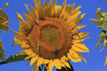 sunflower with blue sky in Kansas in a field out in the country.