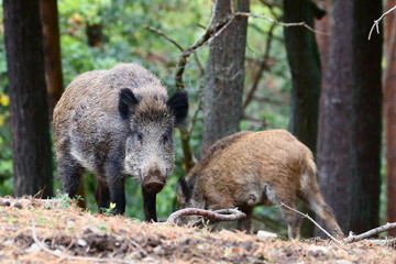 Wildschweine im Wald - obrazy, fototapety, plakaty