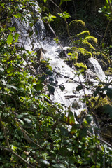waterfall in the forest
