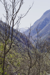 Obraz na płótnie Canvas tree in the mountains