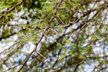 Large spines on an acacia tree in the savannah