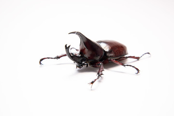 Dynastina, Rhinoceros beetle, Horn beetle, kabutomushi isolated in white background. Fighter insect 