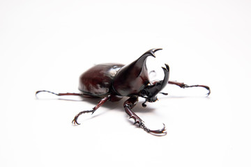 Dynastina, Rhinoceros beetle, Horn beetle, kabutomushi isolated in white background. Fighter insect 