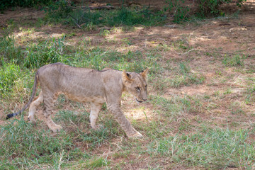 Young lion in a meadow in the savannah